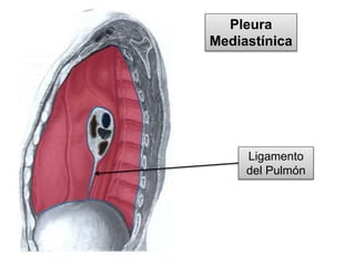 Pleura
Mediastínica
Ligamento
del Pulmón