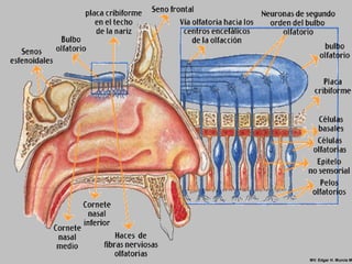 MV. Edgar H. Murcia M
 