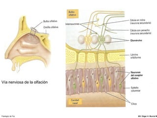 Vía nerviosa de la olfación




Fisiología de Fox             MV. Edgar H. Murcia M
 