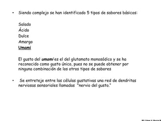 •   Siendo complejo se han identificado 5 tipos de sabores básicos:

    Salado
    Ácido
    Dulce
    Amargo
    Umami

    El gusto del umami es el del glutamato monosódico y se ha
    reconocido como gusto único, pues no se puede obtener por
    ninguna combinación de los otros tipos de sabores

•    Se entreteje entre las células gustativas una red de dendritas
    nerviosas sensoriales llamadas "nervio del gusto.“
 