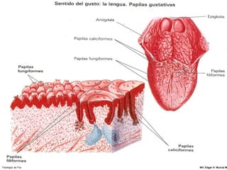 Fisiología de Fox   MV. Edgar H. Murcia M
 