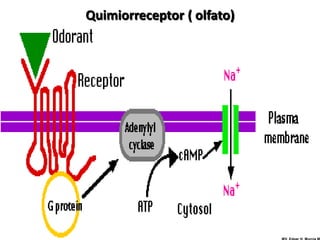 Quimiorreceptor ( olfato)
 