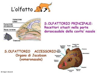 MV. Edgar H. Murcia M.
 