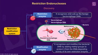 System Restriction 4-Restriction Enzymes.pdf