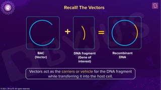Dna Vector Restriction Pattern 4-Restriction Enzymes.pdf