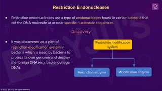 4-Restriction Enzymes.pdf