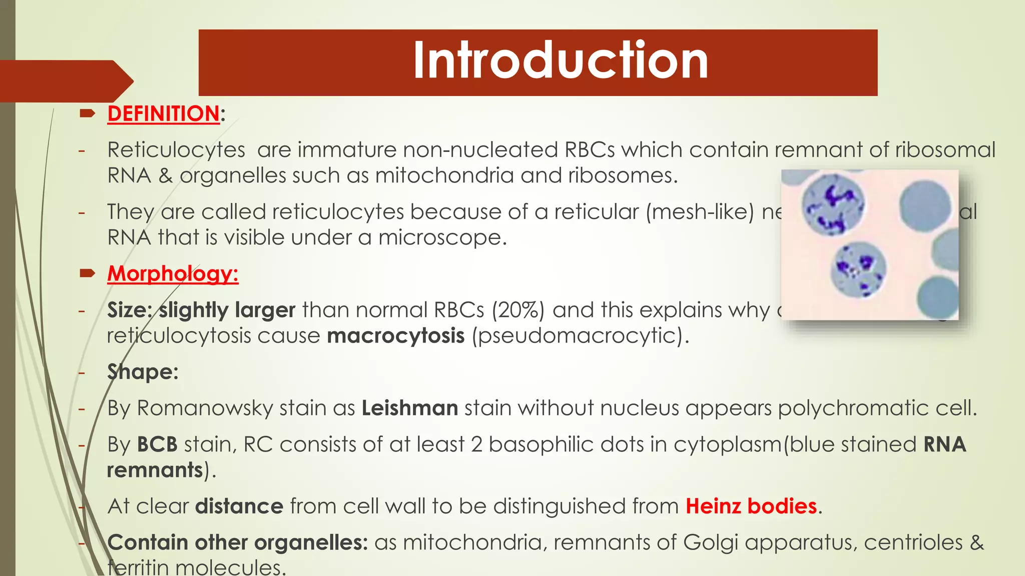  DEFINITION:
- Reticulocytes are immature non-nucleated RBCs which contain remnant of ribosomal
RNA & organelles such as mitochondria and ribosomes.
- They are called reticulocytes because of a reticular (mesh-like) network of ribosomal
RNA that is visible under a microscope.
 Morphology:
- Size: slightly larger than normal RBCs (20%) and this explains why diseases causing
reticulocytosis cause macrocytosis (pseudomacrocytic).
- Shape:
- By Romanowsky stain as Leishman stain without nucleus appears polychromatic cell.
- By BCB stain, RC consists of at least 2 basophilic dots in cytoplasm(blue stained RNA
remnants).
- At clear distance from cell wall to be distinguished from Heinz bodies.
- Contain other organelles: as mitochondria, remnants of Golgi apparatus, centrioles &
ferritin molecules.
Introduction
 