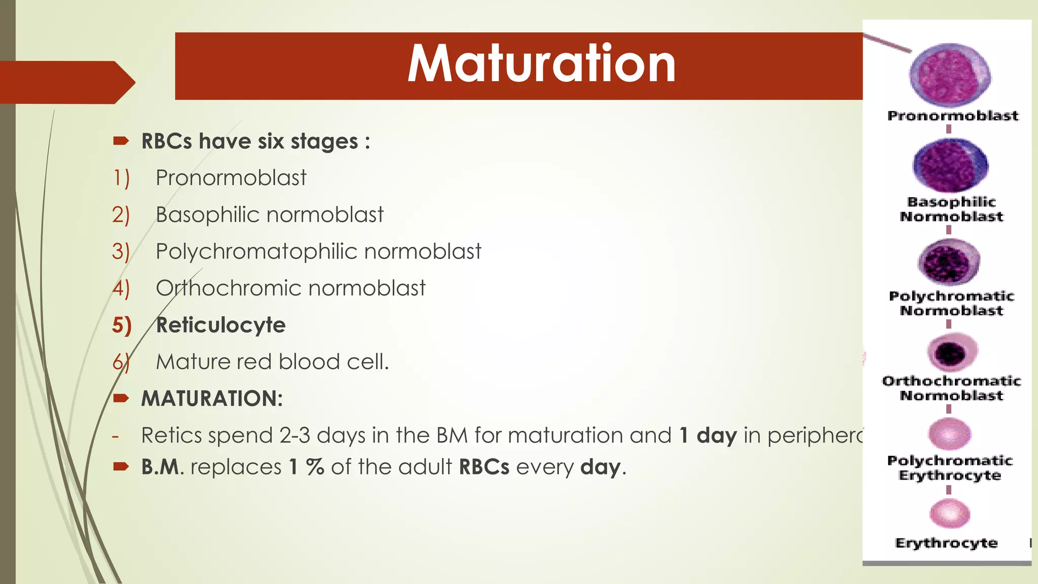  RBCs have six stages :
1) Pronormoblast
2) Basophilic normoblast
3) Polychromatophilic normoblast
4) Orthochromic normoblast
5) Reticulocyte
6) Mature red blood cell.
 MATURATION:
- Retics spend 2-3 days in the BM for maturation and 1 day in peripheral blood.
 B.M. replaces 1 % of the adult RBCs every day.
Maturation
 