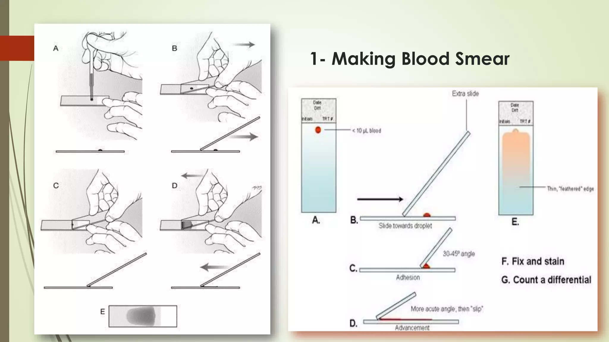 1- Making Blood Smear
 