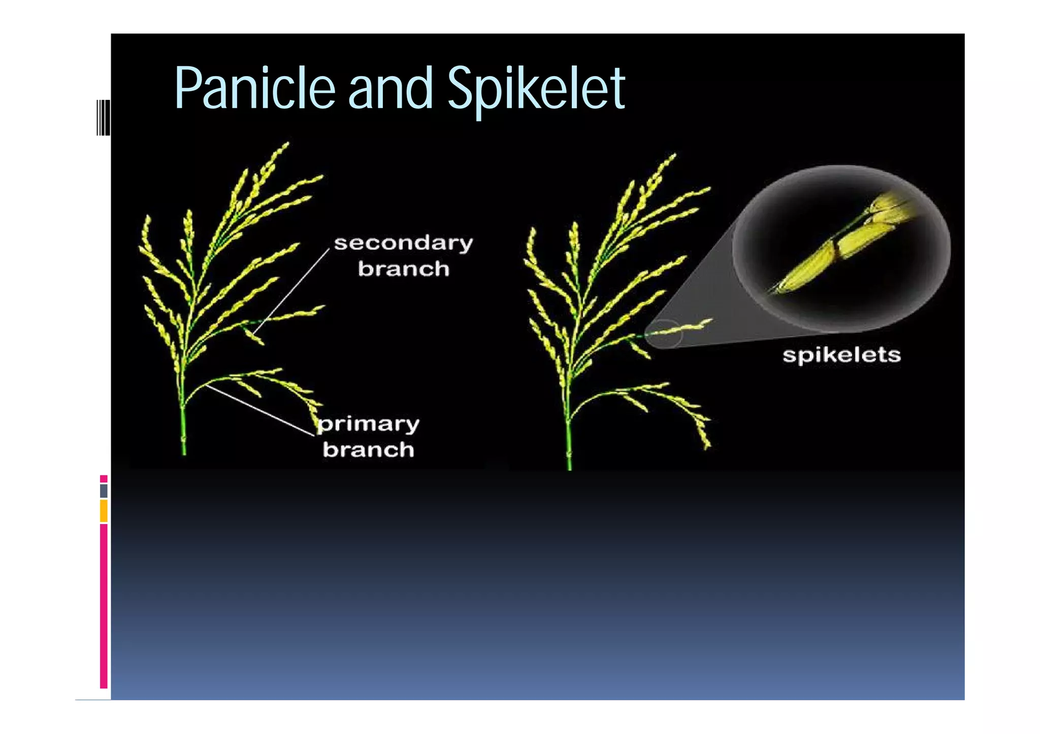 Spikelets Open In Rice 4 rice | PDF