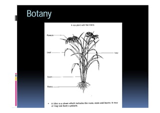 4 rice | PDF