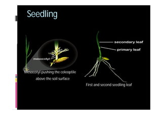 4 rice | PDF