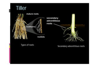 Primary Roots In Rice 4 rice | PDF
