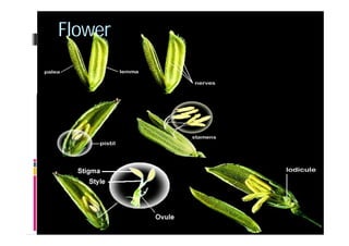 4 rice | PDF