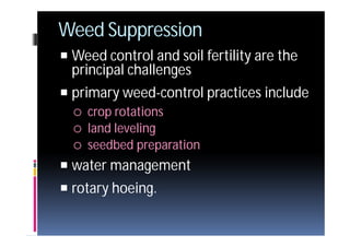 4 rice | PDF