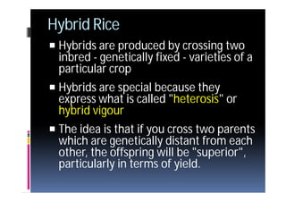 4 rice | PDF