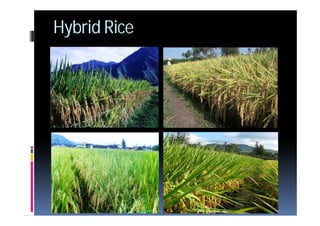 Inv4 Rice 4 rice | PDF