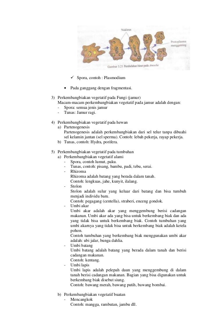4. rpp kelangsungan hidup mh
