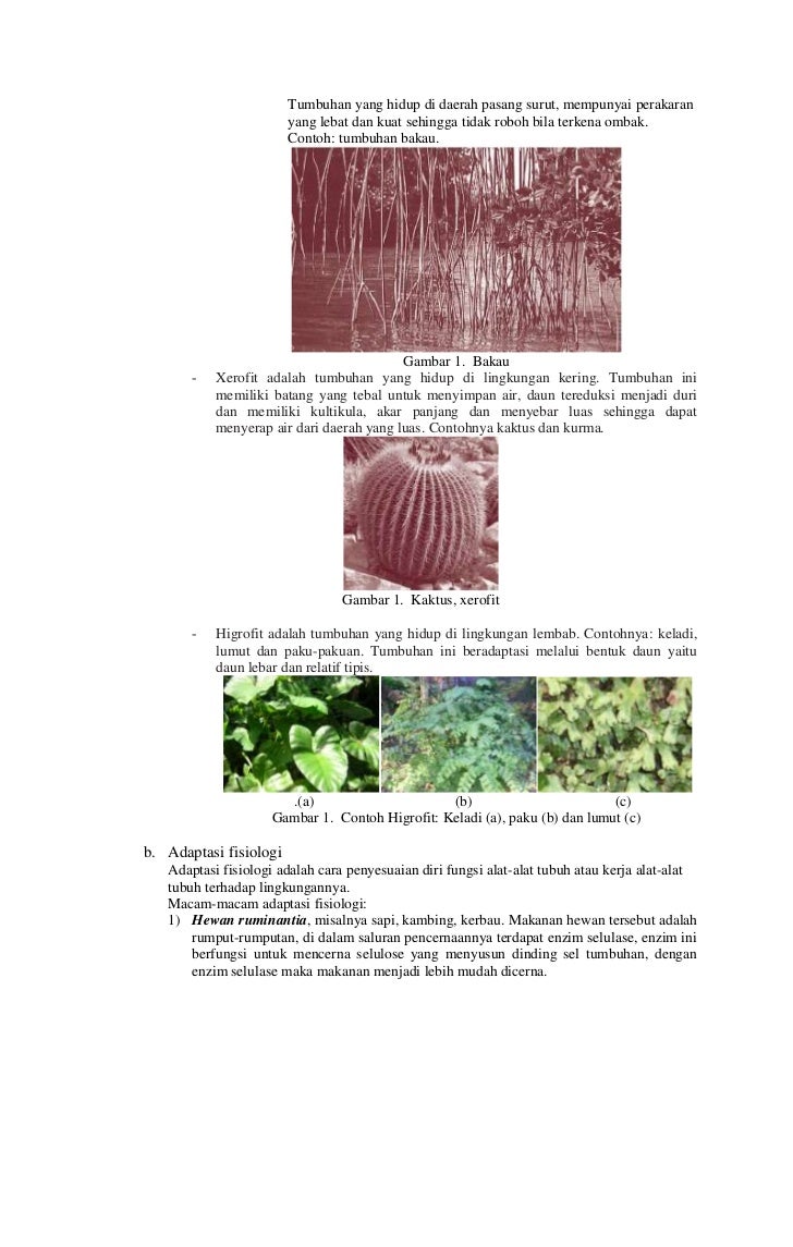 Contoh Pencernaan Hewan Invertebrata - Fontoh