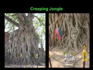 Creeping Jungle
 
