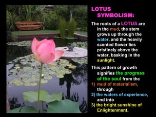 LOTUS
SYMBOLISM:
The roots of a LOTUS are
in the mud, the stem
grows up through the
water, and the heavily
scented flower lies
pristinely above the
water, basking in the
sunlight.
This pattern of growth
signifies the progress
of the soul from the
1) mud of materialism,
through
2) the waters of experience,
and into
3) the bright sunshine of
Enlightenment.
 