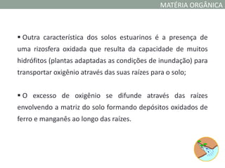 MATÉRIA ORGÂNICA



 Outra característica dos solos estuarinos é a presença de
uma rizosfera oxidada que resulta da capacidade de muitos
hidrófitos (plantas adaptadas as condições de inundação) para
transportar oxigênio através das suas raízes para o solo;


 O excesso de oxigênio se difunde através das raízes
envolvendo a matriz do solo formando depósitos oxidados de
ferro e manganês ao longo das raízes.
 