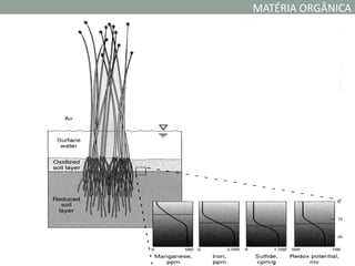MATÉRIA ORGÂNICA
 