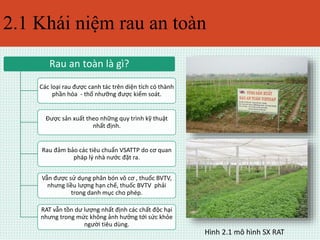 2.1 Khái niệm rau an toàn 
Rau an toàn là gì? 
Các loại rau được canh tác trên diện tích có thành 
phần hóa - thổ nhưỡng được kiểm soát. 
Được sản xuất theo những quy trình kỹ thuật 
nhất định. 
Rau đảm bảo các tiêu chuẩn VSATTP do cơ quan 
pháp lý nhà nước đặt ra. 
Vẫn được sử dụng phân bón vô cơ , thuốc BVTV, 
nhưng liều lượng hạn chế, thuốc BVTV phải 
trong danh mục cho phép. 
RAT vẫn tồn dư lượng nhất định các chất độc hại 
nhưng trong mức không ảnh hưởng tới sức khỏe 
người tiêu dùng. 
Hình 2.1 mô hình SX RAT 
 