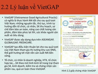 2.2 Lý luận về VietGAP 
• VietGAP (Vietnamese Good Agricultural Practic) 
có nghĩa là thực hành NN tốt cho rau quả tươi 
Việt Nam: những nguyên tắc, thủ tục, trình tự 
hướng dẫn tổ chức, cá nhân, SX thu hoạch, sơ 
chế đảm bảo an toàn, nâng cao chất lượng sản 
phẩm, đảm bảo phúc lợi XH, sức khỏe người sản 
xuất và tiêu dùng. 
• VietGAP được xây dựng dựa trên ASEANGAP, 
GLOBALGAP, FRESHCARE. 
• VietGAP tạo điều kiện thuận lợi cho rau quả tươi 
của Việt Nam tham gia thị tường khu vực ĐNÁ, 
thế giới hướng tới một nền sản xuất NN bền 
vững. 
• Tổ chức, cá nhân là doanh nghiệp, HTX, tổ chức 
hợp tác,…SX theo mô hình kinh tế trang trại tham 
gia SX, kinh doanh, kiểm tra và chứng nhận sản 
phẩm rau, quả an toàn theo VietGAP. 
Hình 2.2 giấy chứng nhận VietGAP 
 