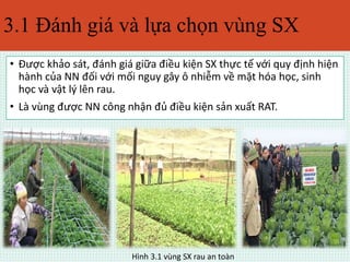 3.1 Đánh giá và lựa chọn vùng SX 
• Được khảo sát, đánh giá giữa điều kiện SX thực tế với quy định hiện 
hành của NN đối với mối nguy gây ô nhiễm về mặt hóa học, sinh 
học và vật lý lên rau. 
• Là vùng được NN công nhận đủ điều kiện sản xuất RAT. 
Hình 3.1 vùng SX rau an toàn 
 