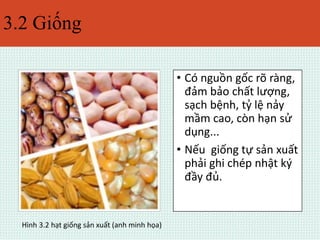 3.2 Giống 
• Có nguồn gốc rõ ràng, 
đảm bảo chất lượng, 
sạch bệnh, tỷ lệ nảy 
mầm cao, còn hạn sử 
dụng... 
• Nếu giống tự sản xuất 
phải ghi chép nhật ký 
đầy đủ. 
Hình 3.2 hạt giống sản xuất (anh minh họa) 
 