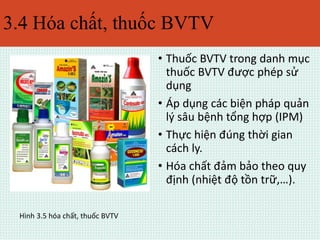 3.4 Hóa chất, thuốc BVTV 
• Thuốc BVTV trong danh mục 
thuốc BVTV được phép sử 
dụng 
• Áp dụng các biện pháp quản 
lý sâu bệnh tổng hợp (IPM) 
• Thực hiện đúng thời gian 
cách ly. 
• Hóa chất đảm bảo theo quy 
định (nhiệt độ tồn trữ,…). 
Hình 3.5 hóa chất, thuốc BVTV 
 