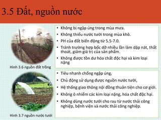 3.5 Đất, nguồn nước 
• Không bị ngập úng trong mùa mưa. 
• Không thiếu nước tưới trong mùa khô. 
• PH của đất biến động từ 5.5-7.0. 
• Tránh trường hợp bốc dỡ nhiều lần làm dập nát, thất 
thoát, giảm giá trị của sản phẩm. 
• Không được tồn dư hóa chất độc hại và kim loại 
nặng 
• Tiêu nhanh chống ngập úng, 
• Chủ động sử dụng được nguồn nước tưới, 
• Hệ thống giao thông nội đồng thuân tiện cho cơ giới. 
• Không ô nhiểm các kim loại nặng, hóa chất độc hại. 
• Không dùng nước tưới cho rau từ nước thải công 
nghiệp, bệnh viện và nước thải công nghiệp. 
Hình 3.6 nguồn đất trồng 
Hình 3.7 nguồn nước tưới 
 