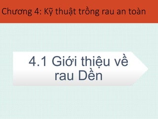 Chương 4: Kỹ thuật trồng rau an toàn 
4.1 Giới thiệu về 
rau Dền 
 