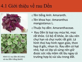4.1 Giới thiệu về rau Dền 
oTên tiếng Anh: Amaranth. 
oTên khoa học: Amaranthus 
mangostanus L. 
oThuộc họ dền: Amaranthaceae. 
• Rau Dền là loại rau mùa hè, mọc 
rất khỏe. Có bộ rễ khỏe, ăn sâu nên 
chụi hạn và chụi nước rất giỏi. Lá 
hình thoi hay hinh ngọn giáo, thon 
hẹp ở gốc, nhọn tù. Rau dền có hạt 
nhỏ, hạt có lớp vỏ sừng nên giữ 
được sức nẩy mầm rất lâu ngay cả 
Hình 4.1 rau Dền đỏ (trên) trường hợp bị vùi sâu trong đất. 
và rau Dền trắng (dưới) 
 