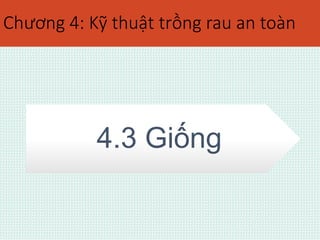 Chương 4: Kỹ thuật trồng rau an toàn 
4.3 Giống 
 