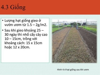 4.3 Giống 
• Lượng hạt giống gieo ở 
vườn ươm từ 1.5 – 2g/m2. 
• Sau khi gieo khoảng 25 – 
30 ngày thì nhổ cấy cây cao 
10 – 15cm, trồng với 
khoảng cách: 15 x 15cm 
hoặc 12 x 20cm. 
Hình 4.4 hạt giống sau khi ươm 
 