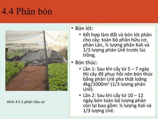 4.4 Phân bón 
• Bón lót: 
• Kết hợp làm đất và bón lót phân 
cho cây: toàn bộ phân hữu cơ, 
phân Lân, ½ lượng phân Kali và 
1/3 lượng phân Urê trước lúc 
trồng. 
• Bón thúc: 
• Lần 1: Sau khi cấy từ 5 – 7 ngày 
thì cây đã phục hồi nên bón thúc 
bằng phân Urê pha thật loãng 
4kg/1000m2 (1/3 lượng phân 
Urê). 
• Lần 2: Sau khi cấy từ 10 – 12 
ngày bón toàn bộ lượng phân 
còn lại bao gồm: ½ lượng Kali và 
1/3 lượng Urê. 
Hình 4.5 ủ phân hữu cơ 
 