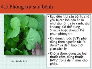 4.5 Phòng trừ sâu bệnh 
• Rau dền ít bị sâu bệnh, chủ 
yếu bị các loài sâu ăn lá 
như sâu róm, sâu xanh, sâu 
khoang. Có thể dùng 
Sherpa hoặc Sherzol Để 
phun phòng trị. 
• Khi dung thuốc BVTV phải 
dùng theo nguyên tắc “4 
đúng” và đảm bảo thời 
gian cách ly. 
• Không được dùng các loại 
thuốc cấm, dùng thuốc 
BVTV trong danh mục cho 
phép. 
Hình 4.6 sâu ăn lá 
 