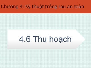 Chương 4: Kỹ thuật trồng rau an toàn 
4.6 Thu hoạch 
 