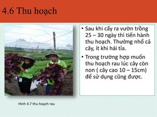 4.6 Thu hoạch 
• Sau khi cấy ra vườn trồng 
25 – 30 ngày thì tiến hành 
thu hoạch. Thường nhổ cả 
cây, ít khi hái tỉa. 
• Trong trường hợp muốn 
thu hoạch rau lúc cây còn 
non ( cây cao 10 – 15cm) 
để sử dụng cũng được. 
Hình 4.7 thu hoạch rau 
 