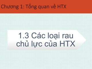 Chương 1: Tổng quan về HTX 
1.3 Các loại rau 
chủ lực của HTX 
 