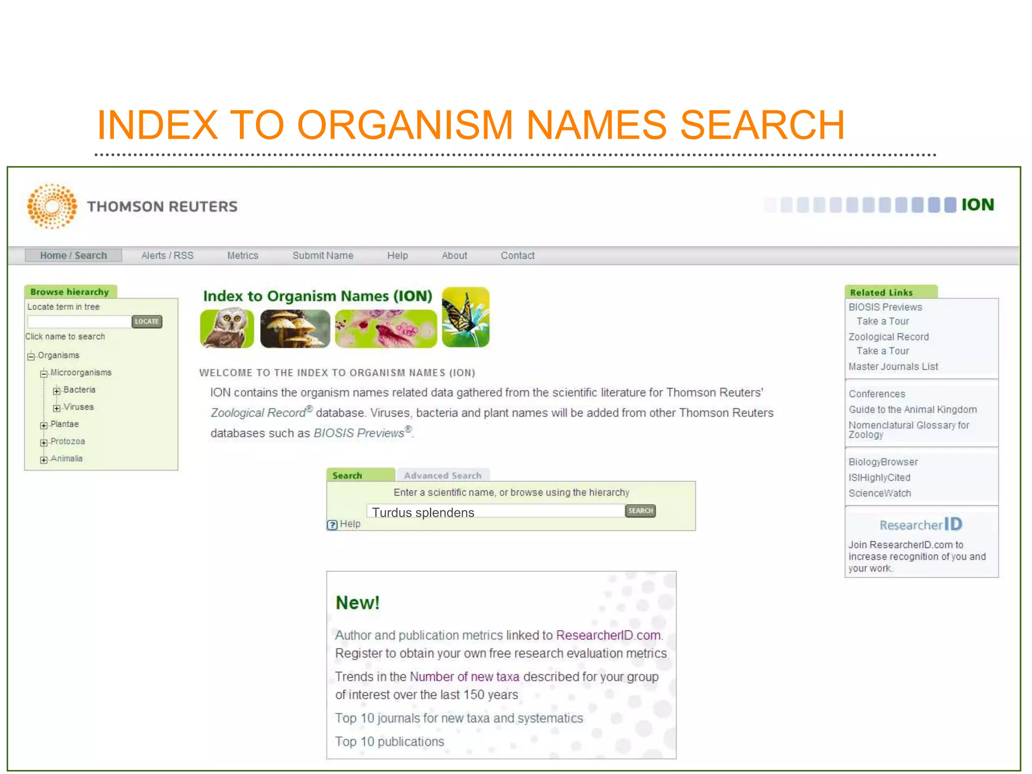 INDEX TO ORGANISM NAMES SEARCH




           Turdus splendens
 