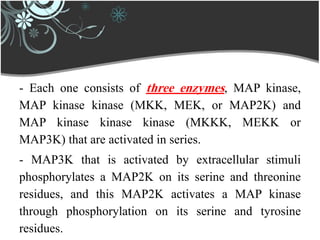 - Each one consists of three enzymes, MAP kinase,
MAP kinase kinase (MKK, MEK, or MAP2K) and
MAP kinase kinase kinase (MKKK, MEKK or
MAP3K) that are activated in series.
- MAP3K that is activated by extracellular stimuli
phosphorylates a MAP2K on its serine and threonine
residues, and this MAP2K activates a MAP kinase
through phosphorylation on its serine and tyrosine
residues.
 