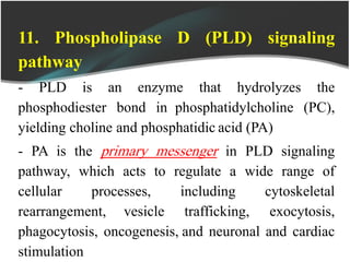 11. Phospholipase D (PLD) signaling
pathway
- PLD is an enzyme that hydrolyzes the
phosphodiester bond in phosphatidylcholine (PC),
yielding choline and phosphatidic acid (PA)
- PA is the primary messenger in PLD signaling
pathway, which acts to regulate a wide range of
cellular processes, including cytoskeletal
rearrangement, vesicle trafficking, exocytosis,
phagocytosis, oncogenesis, and neuronal and cardiac
stimulation
 