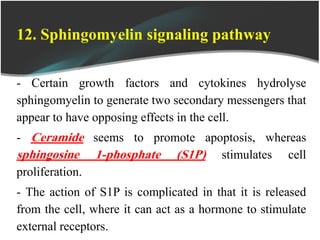12. Sphingomyelin signaling pathway
- Certain growth factors and cytokines hydrolyse
sphingomyelin to generate two secondary messengers that
appear to have opposing effects in the cell.
- Ceramide seems to promote apoptosis, whereas
sphingosine 1-phosphate (S1P) stimulates cell
proliferation.
- The action of S1P is complicated in that it is released
from the cell, where it can act as a hormone to stimulate
external receptors.
 