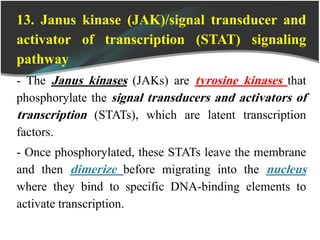 13. Janus kinase (JAK)/signal transducer and
activator of transcription (STAT) signaling
pathway
- The Janus kinases (JAKs) are tyrosine kinases that
phosphorylate the signal transducers and activators of
transcription (STATs), which are latent transcription
factors.
- Once phosphorylated, these STATs leave the membrane
and then dimerize before migrating into the nucleus
where they bind to specific DNA-binding elements to
activate transcription.
 