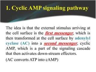 1. Cyclic AMP signaling pathway
The idea is that the external stimulus arriving at
the cell surface is the first messenger, which is
then transformed at the cell surface by adenylyl
cyclase (AC) into a second messenger, cyclic
AMP, which is a part of the signaling cascade
that then activates down-stream effectors.
(AC converts ATP into cAMP)
 
