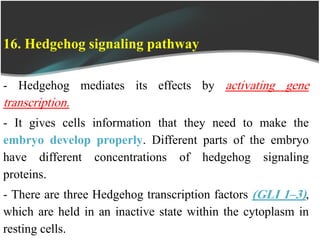 16. Hedgehog signaling pathway
- Hedgehog mediates its effects by activating gene
transcription.
- It gives cells information that they need to make the
embryo develop properly. Different parts of the embryo
have different concentrations of hedgehog signaling
proteins.
- There are three Hedgehog transcription factors (GLI 1–3),
which are held in an inactive state within the cytoplasm in
resting cells.
 