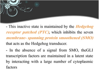 - This inactive state is maintained by the Hedgehog
receptor patched (PTC), which inhibits the seven
membrane- spanning protein smoothened (SMO)
that acts as the Hedgehog transducer.
- In the absence of a signal from SMO, theGLI
transcription factors are maintained in a latent state
by interacting with a large number of cytoplasmic
factors
 